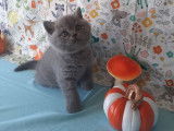4 chatons British Shorthair bleus LOOF à réserver