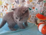 4 chatons British Shorthair bleus LOOF à réserver