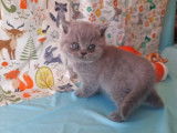 4 chatons British Shorthair bleus LOOF à réserver