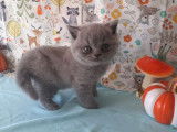 4 chatons British Shorthair bleus LOOF à réserver