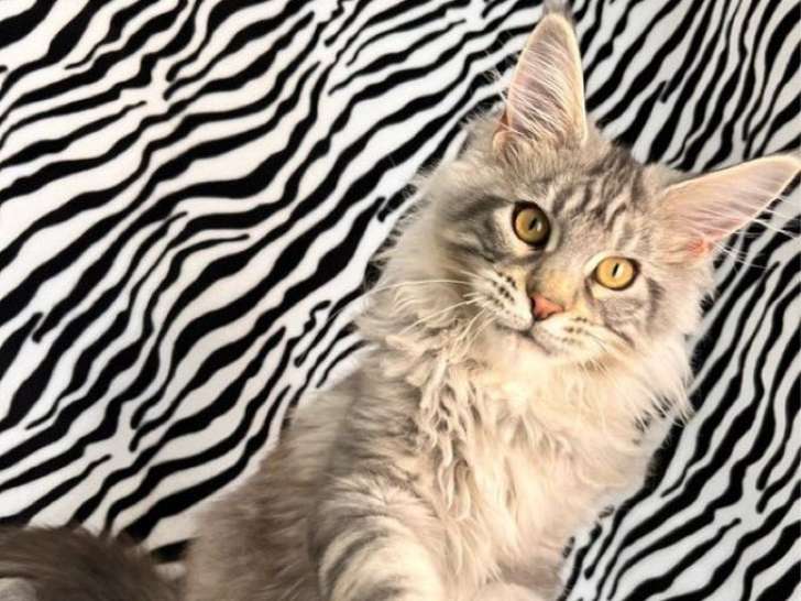 Chaton Maine Coon mâle LOOF à adopter