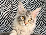 Chaton Maine Coon mâle LOOF à adopter