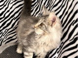 Chaton Maine Coon mâle LOOF à adopter