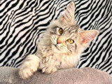 Chaton Maine Coon mâle LOOF à adopter