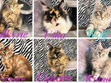 Chaton Maine Coon mâle LOOF à adopter