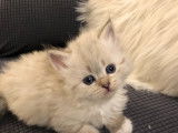 Magnifiques chatons Sibérien LOOF à vendre