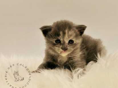 Vera femelle bleue tortie