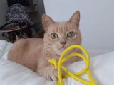 Caramel, chatte à parrainer