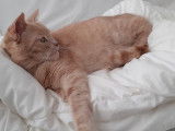 Caramel, chatte à parrainer