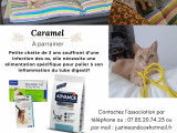 Caramel, chatte à parrainer