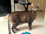 Pitch, adorable chat à parrainer