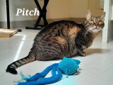 Pitch, adorable chat à parrainer