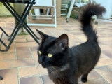Blacky, chat à adopter