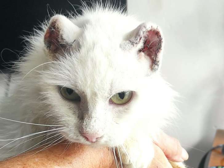 Vénus, jeune chatte à parrainer