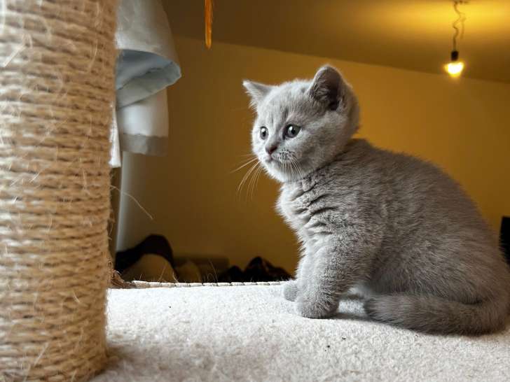 Chatons British Shorthair à vendre