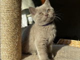 Chatons British Shorthair &agrave; vendre