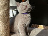 Chatons British Shorthair &agrave; vendre