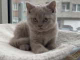 Chatons British Shorthair &agrave; vendre