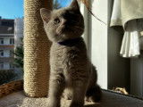 Chatons British Shorthair &agrave; vendre