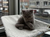 Chatons British Shorthair &agrave; vendre