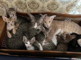 Chatons de race Oriental Shorthair avec pedigree &agrave; vendre