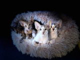 Chatons de race Oriental Shorthair avec pedigree &agrave; vendre