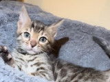 Chatons Bengal à vendre