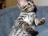 Chatons Bengal à vendre
