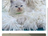 Chatons Sibériens Neva Masquerade LOOF à réserver
