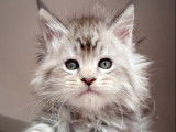 7 chatons Maine Coon XXL LOOF à réserver