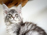 7 chatons Maine Coon XXL LOOF à réserver
