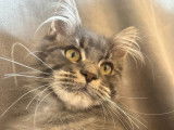 4 chatons Maine Coon LOOF à réserver