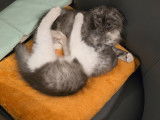 Mâle Scottish Fold disponible pour saillie