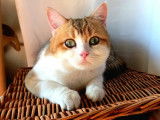 Magnifiques British shorthair black golden à vendre