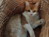 Magnifiques British shorthair black golden à vendre