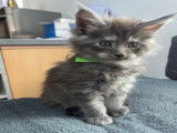Chatons Maine Coon LOOF à vendre