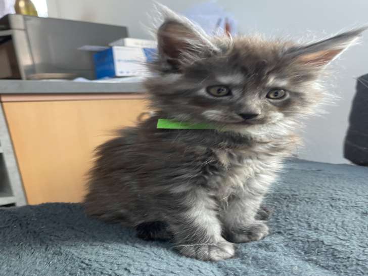 Chatons Maine Coon LOOF à vendre