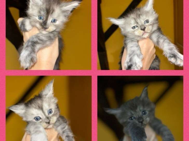 4 chatons Maine Coons femelles LOOF à réserver