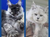 Chatons Maine Coons femelles LOOF à réserver