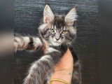 Une chatonne Maine Coon LOOF à vendre