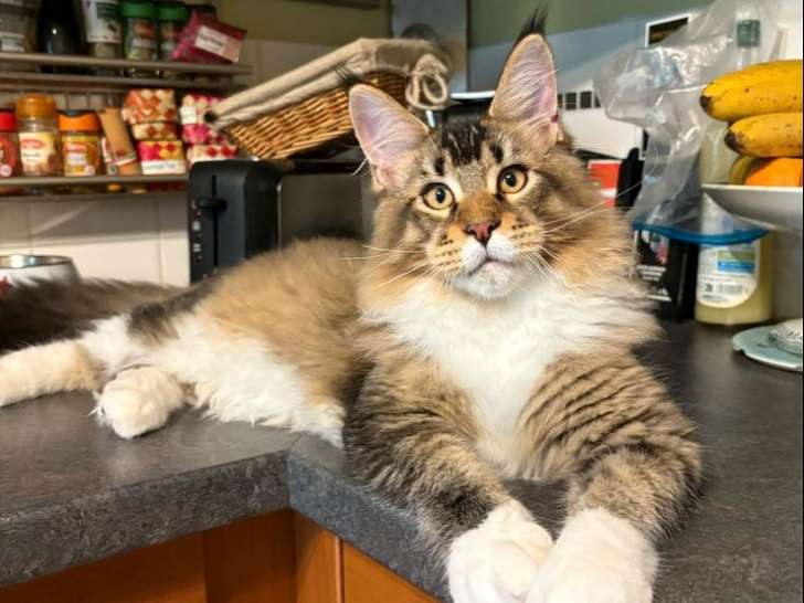 3 chatons Maine Coons LOOF disponibles à la vente