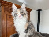 À réserver : 1 chatonne Maine Coon LOOF