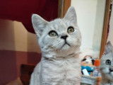 2 chatons Scottish Straights non LOOF à vendre