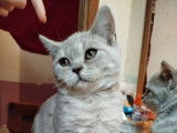 2 chatons Scottish Straights non LOOF à vendre