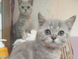 2 chatons Scottish Straights non LOOF à vendre