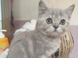 2 chatons Scottish Straights non LOOF à vendre