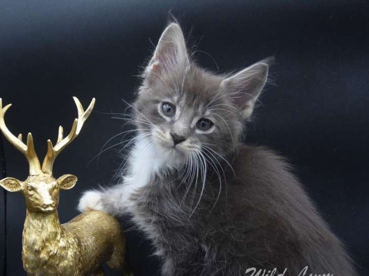 7 chatons Maine Coons LOOF à réserver