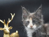 7 chatons Maine Coons LOOF à réserver