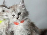 3 chatons femelles Maine Coons LOOF à réserver