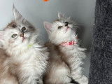 3 chatons femelles Maine Coons LOOF à réserver